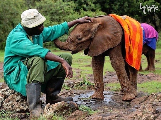 نجات بیش از 150 فیل یتیم در کنیا
