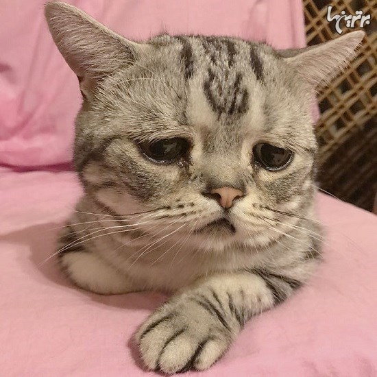 لوهو، غمگین ترین گربه دنیا