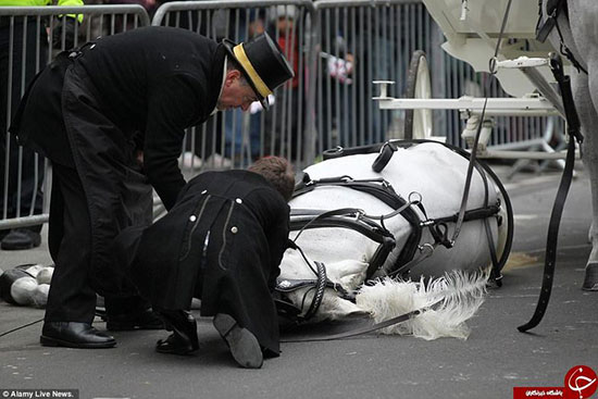 غش کردن یک اسب در مراسم رژه سال نو!