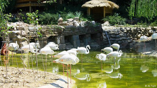 عکس: گشتی در بزرگترین باغ پرندگان ایران