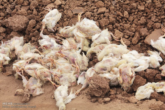 عکس: تلف شدن 120 هزار قطعه مرغ