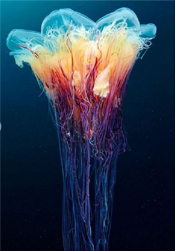 تصاویری زیبا و دیدنی از «چترهای دریایی»
