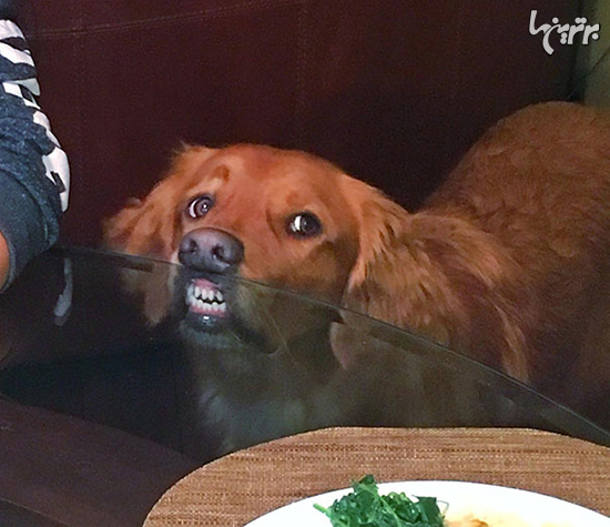 تصاویر خنده دار سگ‌ها وقتی غذا می‌خواهند