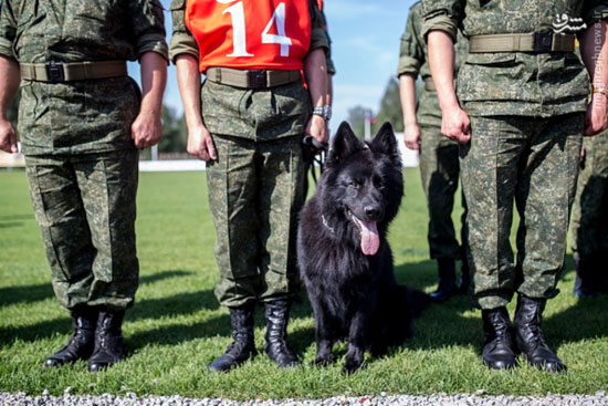 برترین سگ‌های ارتش جهان