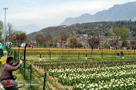 جشنواره گل‌های لاله در بهشت روی زمین