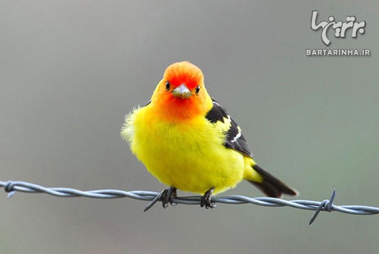 تصاویر فوق العاده زیبا از دنیای پرندگان (7)