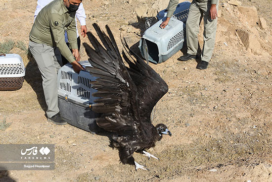 رهاسازی پرندگان شکاری در طبیعت قم