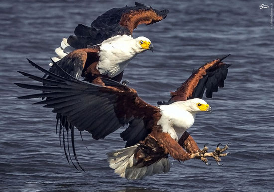 عکس: نبرد عقاب‌ها برسر یک ماهی