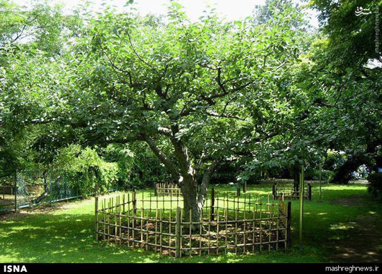 درخت سیب «نیوتن» +عکس