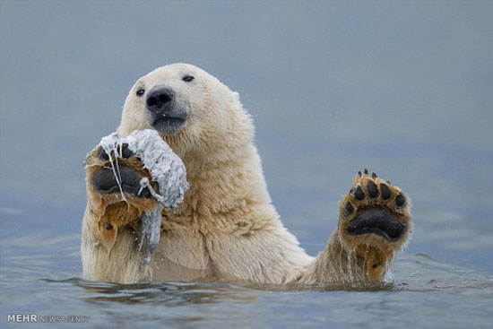 تصاویری از یک خرس قطبی بازیگوش