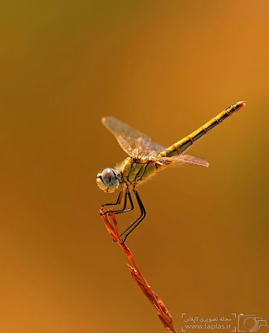 عکس: نمایی دیدنی از حشرات باران خورده!