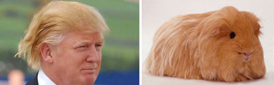 شوخی با مدل موی نامزد ریاست جمهوری!