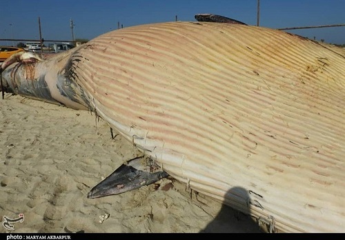 جداسازی اسکلت نهنگ به گِل نشسته در کیش