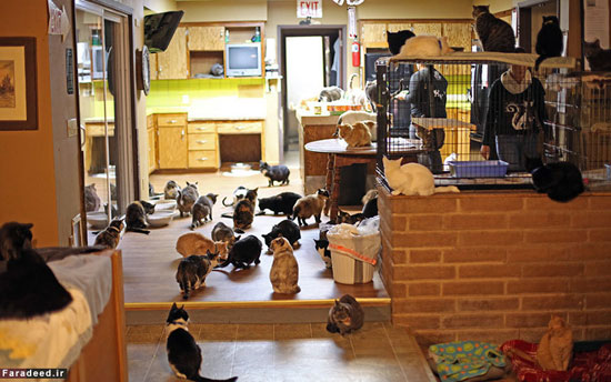 عکس: زن 67 ساله همخانه 1100 گربه