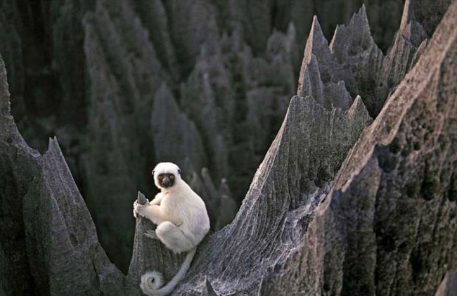 سفری هیجان انگیز به جنگل سنگی ماداگاسکار