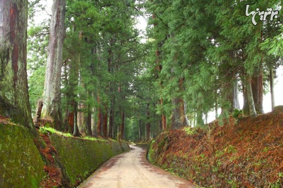 کوچه باغ سرو: طولانی ترین کوچه باغ دنیا