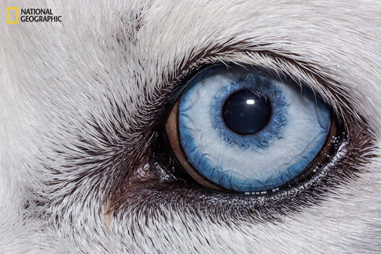 عکس: چشم در چشم با حیوانات