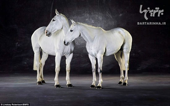 تصاویری باشکوه از اسب های فوق العاده زیبا