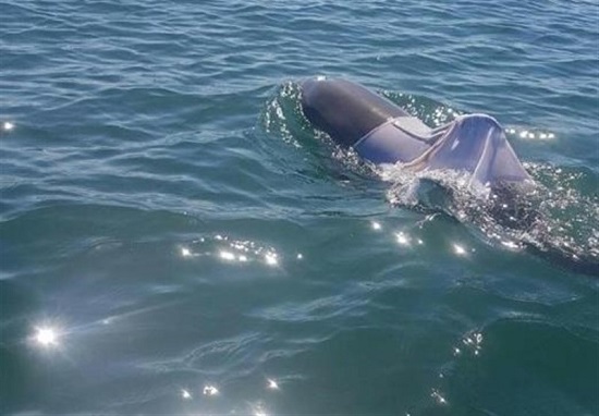مشاهده دلفین در کارون تایید شد