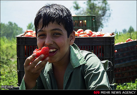 عکس: برداشت گوجه فرنگی در گلستان