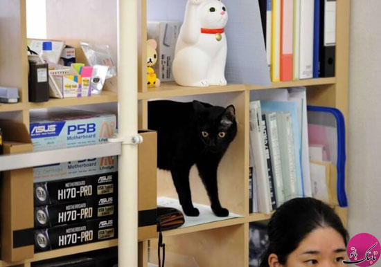 حضور گربه‌های خانگی در محل کار ژاپنی‌ها