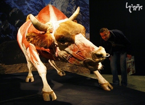 نمایشگاه حیوانات پلاستینه دکتر هاگنس