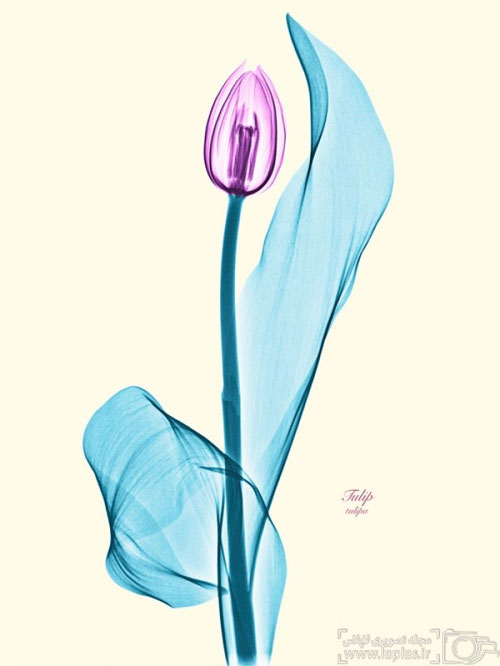 عکس: گلهایی از پرتو ایکس