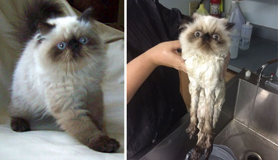 عکس: ملوس‌ها‌ی بامزه قبل و بعد از حمام!