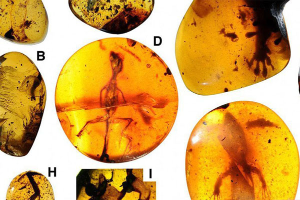 مارمولک‌های اسیر در کهربای 100میلیون ساله