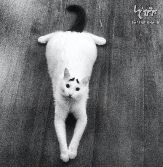 گربه ابرو قشنگ! +عکس