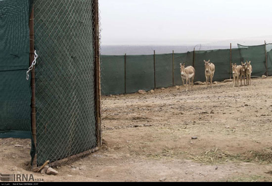 گورخر‌های ایرانی در پارک ملی کویر گرمسار