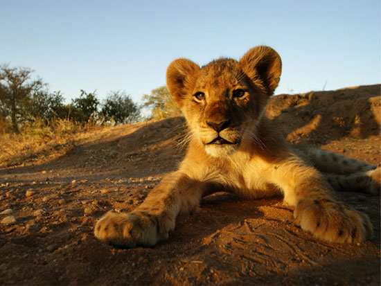 بهترین مکان های آفریقا برای حیوان دوستان