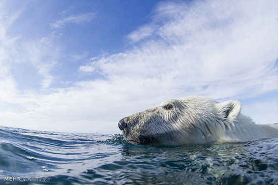خرس های قطبی در حال شنا +عکس