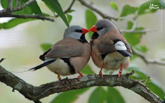 عکس: پرنده های عاشق