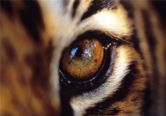 عکس: چشمان زیبای حیوانات از نمای نزدیک