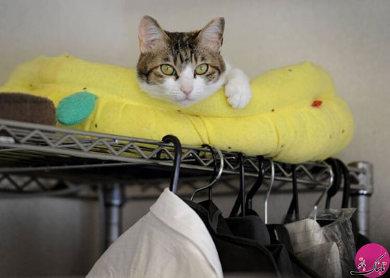 حضور گربه‌های خانگی در محل کار ژاپنی‌ها