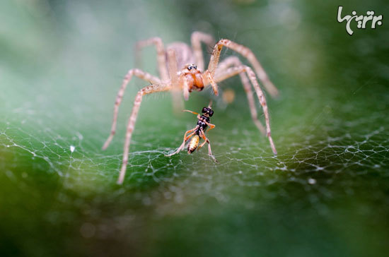 عنکبوت‌ها و دانستنی‌های جالبی درباره آن‌ها