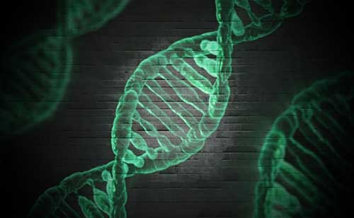 کروموزوم انسان، سنگین‌وزن‌تر از انتظار دانشمندان