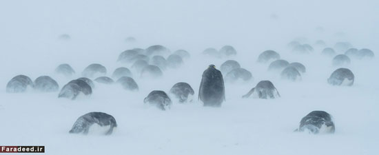 عکس: زندگی رازآمیز امپراتور قطب جنوب