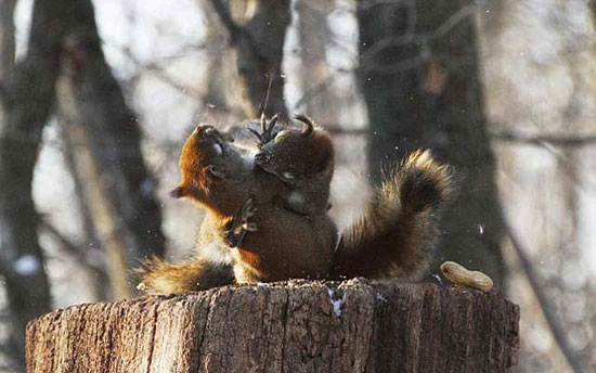 دعوای جالب دو سنجاب بر سر بادام! +عکس