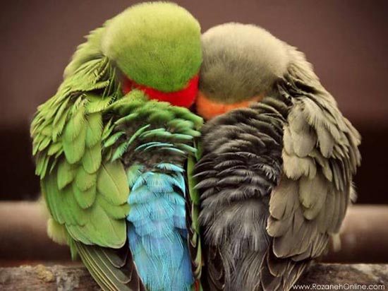 تصاویر فوق العاده زیبا از دنیای پرندگان (5)