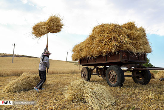برداشت سنتی گندم از مزارع اردبیل