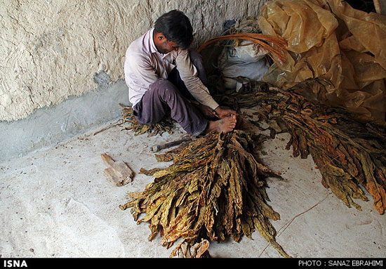 تصاویری از برداشت تنباکو در ایران