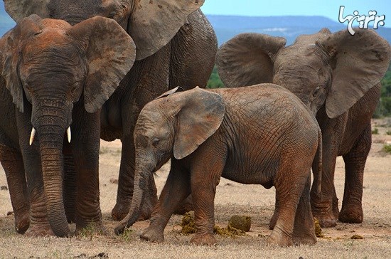 چین برای حفاظت از فیل ها فروش عاج را ممنوع کرد