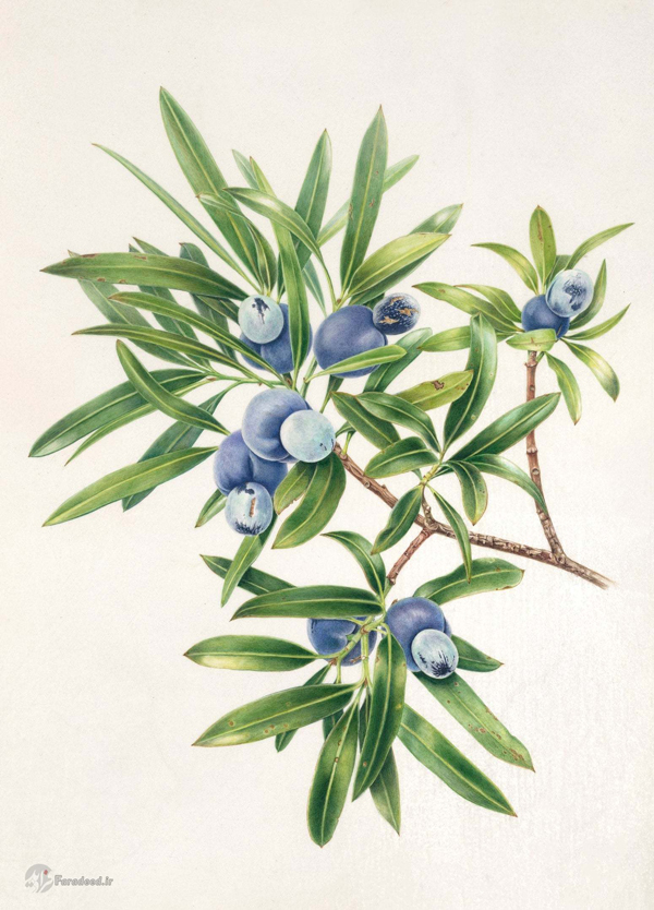 هنر نقاشی و طراحی در نمایشگاه گیاهان استرالیا