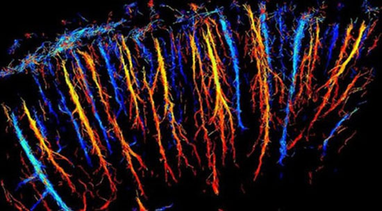 اولین اسکن سه بعدی مغز با جزئیات میکروسکوپی