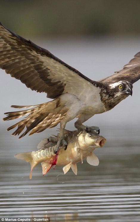 صحنه‌های استثنایی از ماهیگیری عقاب
