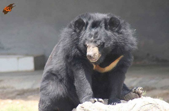 فریاد خاموش برای انقراض خرس‌های سیاه