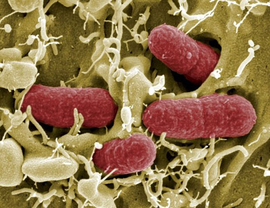 میکروب های درون بدن تان را بیشتر بشناسید