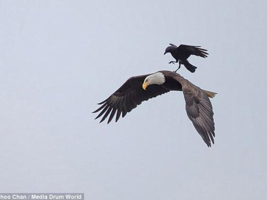 وقتی کلاغ از عقاب سواری می گیرد! +عکس